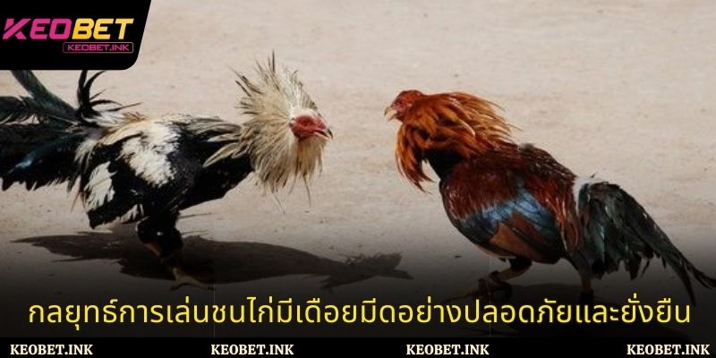 กลยุทธ์การเล่นชนไก่มีเดือยมีดอย่างปลอดภัยและยั่งยืน
