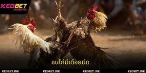 กลยุทธ์เล่นชนไก่มีเดือยมีดอย่างปลอดภัยและยั่งยืนสำหรับนักพนัน