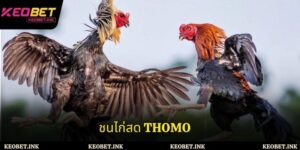 สัมผัสประสบการณ์การเล่นชนชนไก่สด Thomo อย่างปลอดภัยและมีประสิทธิภาพสำหรับนักพนัน