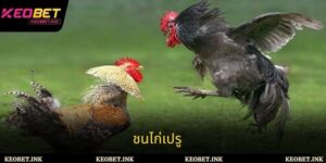 เคล็ดลับการเข้าร่วมการชนไก่เปรูที่ปลอดภัยและมีประสิทธิภาพสำหรับนักพนัน