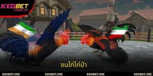 เคล็ดลับการเข้าร่วม ชนไก่ไก่ป่า อย่างมีประสิทธิภาพและปลอดภัยสำหรับนักเดิมพัน