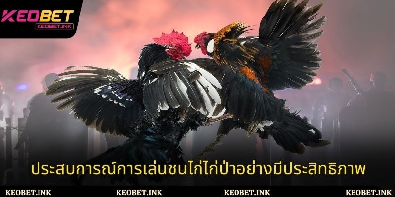 ประสบการณ์การเล่นชนไก่ไก่ป่าอย่างมีประสิทธิภาพ