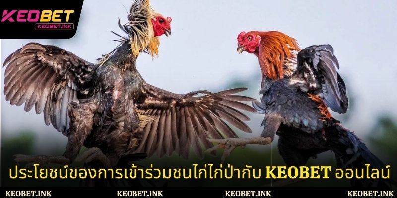 ประโยชน์ของการเข้าร่วมชนไก่ไก่ป่ากับ Keobet ออนไลน์