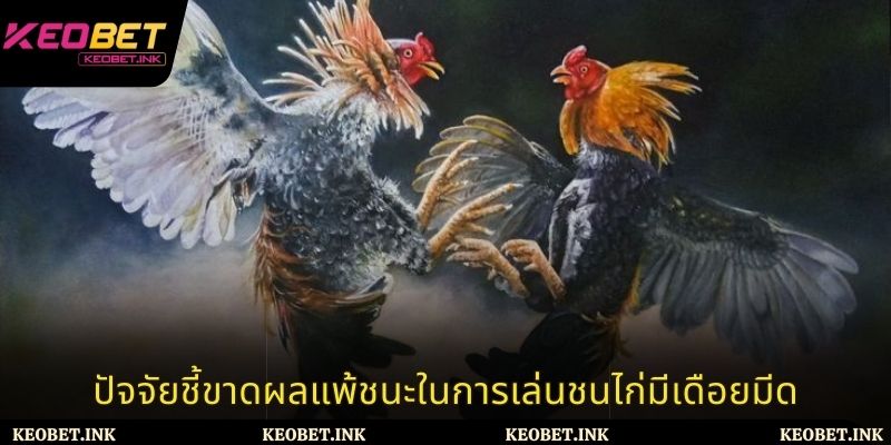 ปัจจัยชี้ขาดผลแพ้ชนะในการเล่นชนไก่มีเดือยมีด