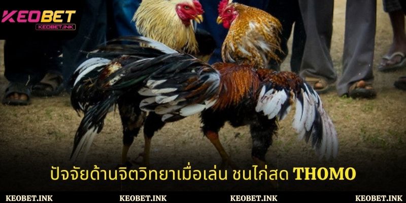 ปัจจัยด้านจิตวิทยาเมื่อเล่น ชนไก่สด Thomo