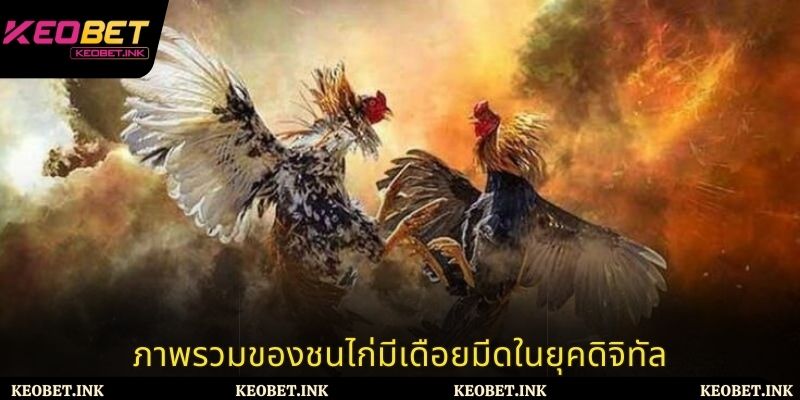 ภาพรวมของชนไก่มีเดือยมีดในยุคดิจิทัล