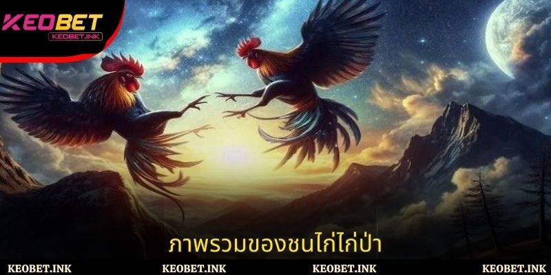 ชนไก่ไก่ป่า