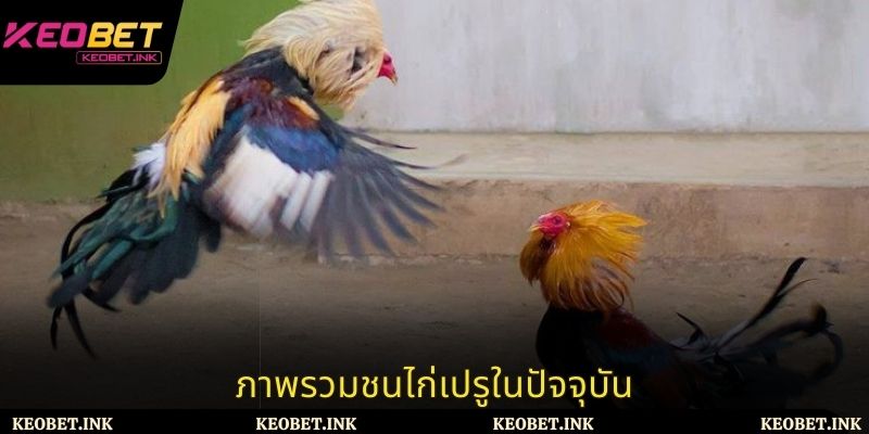 ภาพรวมชนไก่เปรูในปัจจุบัน