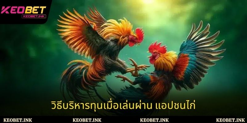 วิธีบริหารทุนเมื่อเล่นผ่าน แอปชนไก่