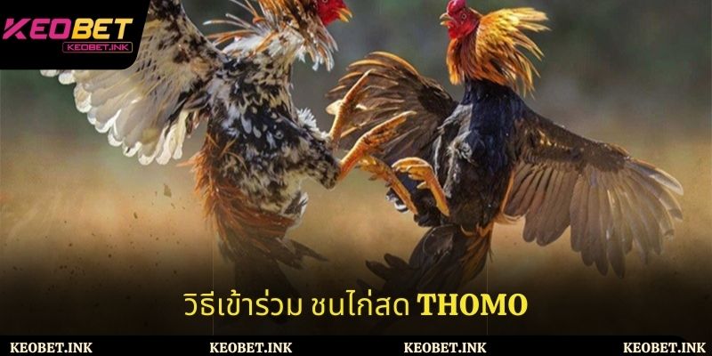 วิธีเข้าร่วม ชนไก่สด Thomo