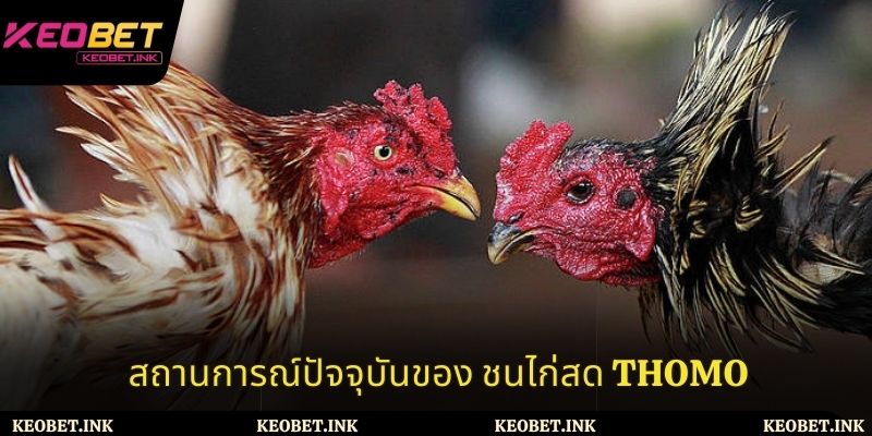 สถานการณ์ปัจจุบันของ ชนไก่สด Thomo
