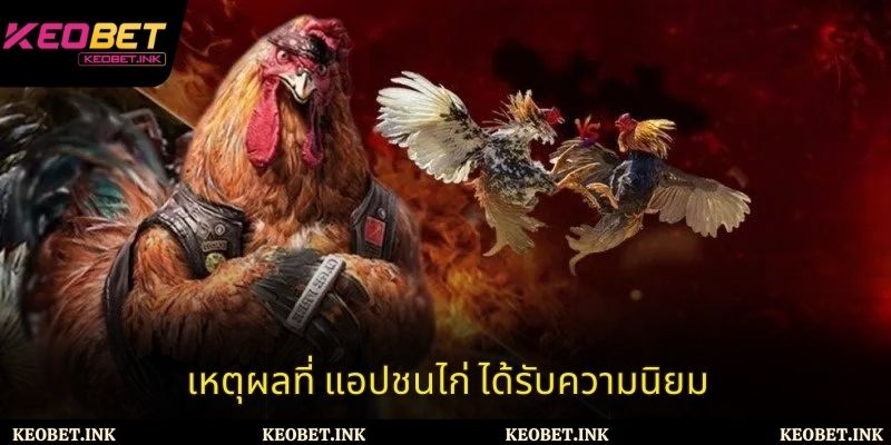 เหตุผลที่ แอปชนไก่ ได้รับความนิยม