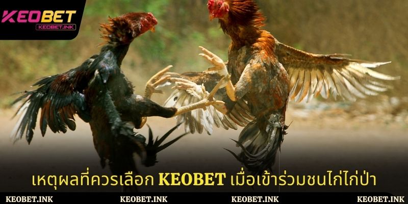 เหตุผลที่ควรเลือก Keobet เมื่อเข้าร่วมชนไก่ไก่ป่า