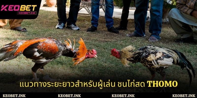 แนวทางระยะยาวสำหรับผู้เล่น ชนไก่สด Thomo