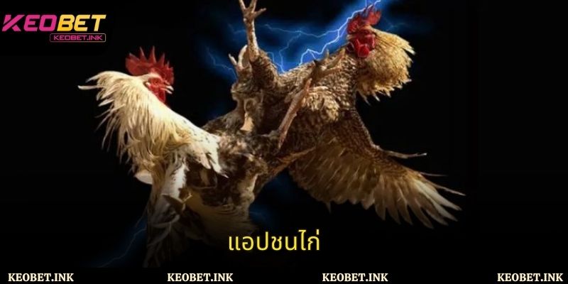 เคล็ดลับการเลือกแอปชนไก่ที่เชื่อถือได้และการจัดการเงินทุนอย่างมีประสิทธิภาพสำหรับนักเดิมพัน