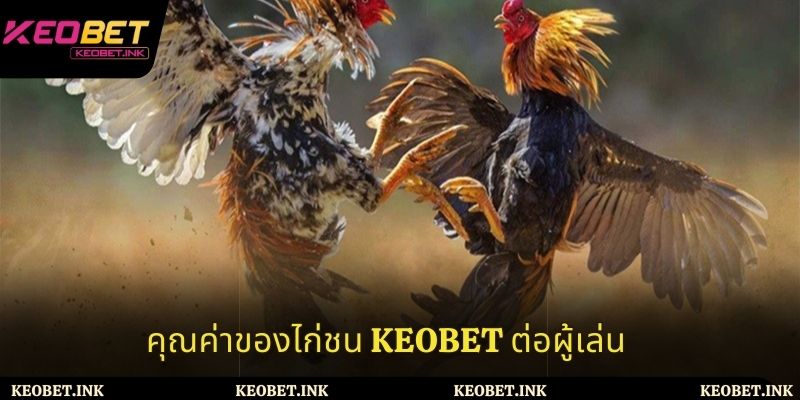 คุณค่าของชนไก่ Keobet ต่อผู้เล่น